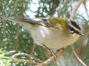 Sommergoldhähnchen