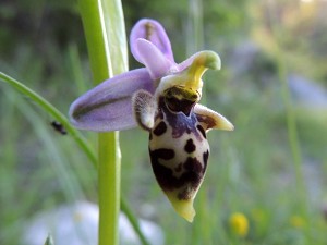 36ophrys holoserica.jpg