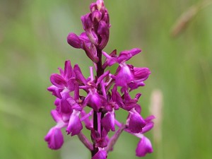 37orchis laxiflora.jpg