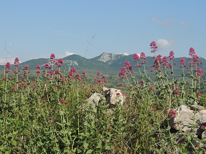 Rote Spornblume