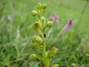 coeloglossum viride