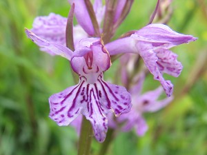 dactylorhiza saccifera