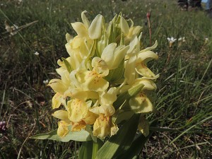 dactylorhiza sambucina gelb