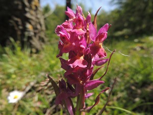 dactylorhiza sambucina rot