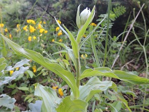 epipactis latina