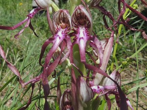 himantoglossum adriaticum