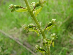 listera ovata