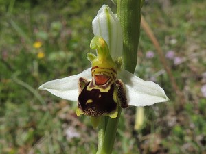 ophrys apifera