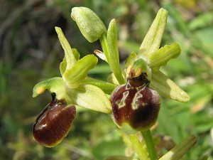 ophrys araneola