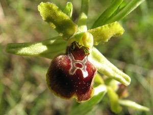 ophrys araneola ssp tommasii