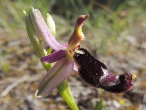 ophrys bertolonii