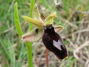 ophrys bertoloniiformes