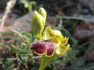 ophrys fusca 1