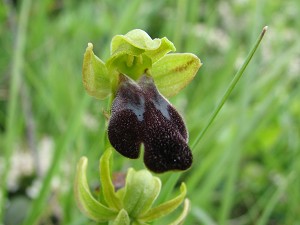 ophrys fusca 2