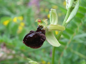 ophrys garganica