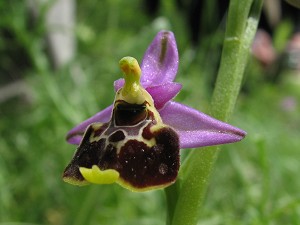 ophrys holoserica ssp. gracilis
