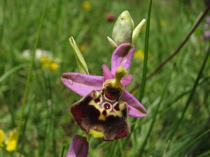 ophrys holoserica ssp. gracilis x bertolonii