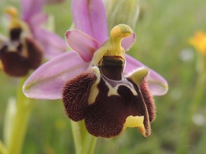 ophrys holoserica 2
