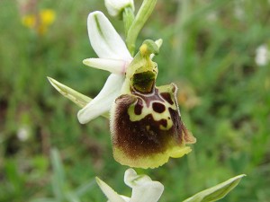 ophrys holoserica 3