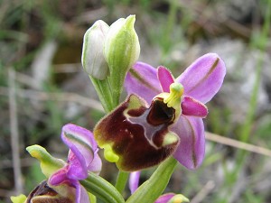 ophrys holoserica ssp apulica