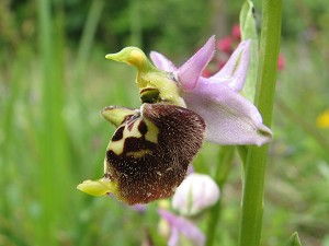 ophrys holoserica ssp dinaria