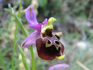 ophrys holoserica ssp holoserica