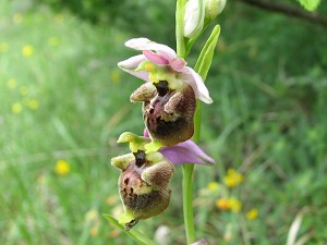 ophrys holoserica x tetraloniae