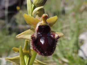 ophrys incubacea