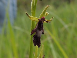 ophrys insectifera