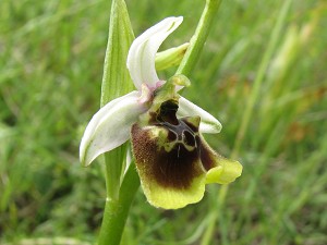 ophrys lacaitae-Hybrid