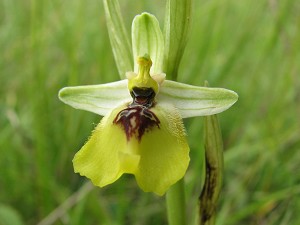 ophrys lacaitae