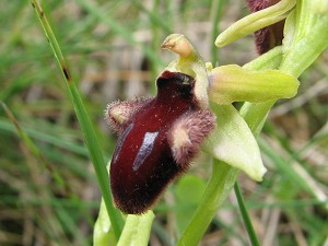 ophrys promontorii