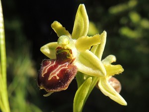 ophrys sphegodes 1
