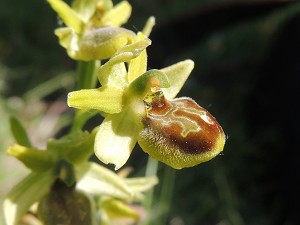 ophrys sphegodes 2