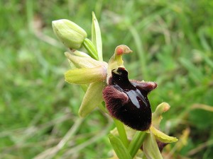 ophrys sphegodes x incubacea