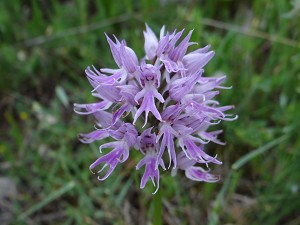 orchis italica