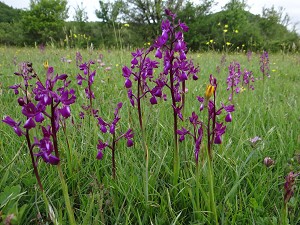 orchis laxiflora-wiese