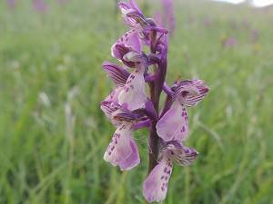 orchis laxiflora x morio