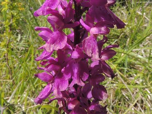 orchis mascula ssp signifera