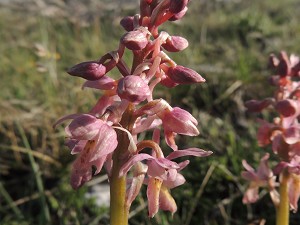 orchis mascula ssp signifera x pauciflora