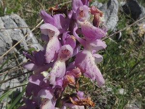 orchis mascula x pauciflora