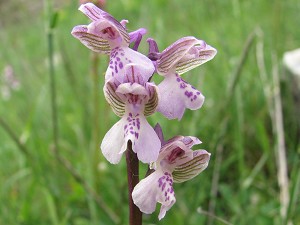 orchis morio 1