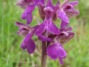 orchis morio 2