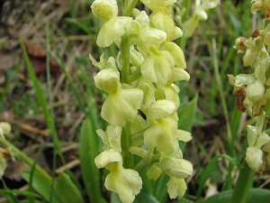 orchis pallens