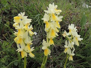 orchis pauciflora