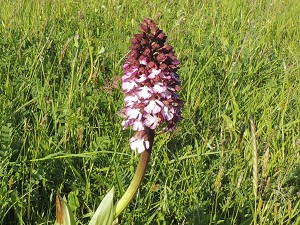 orchis purpurea