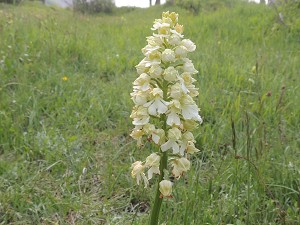 orchis purpurea in weiss