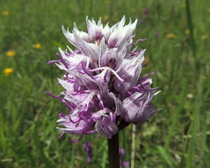 orchis simia