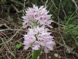 orchis tridentata 1