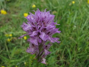 orchis tridentata 2